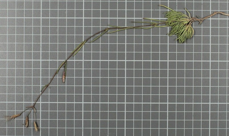 Carphochaete schaffneri photo 7