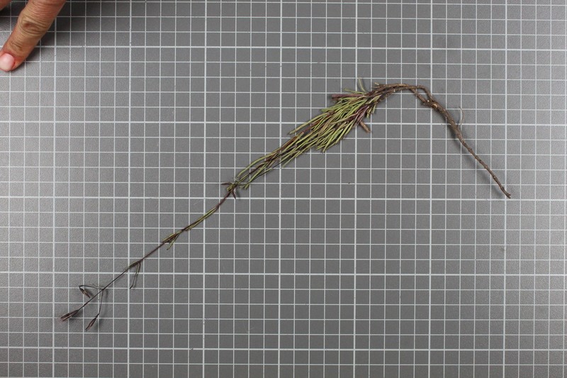 Carphochaete schaffneri photo 8