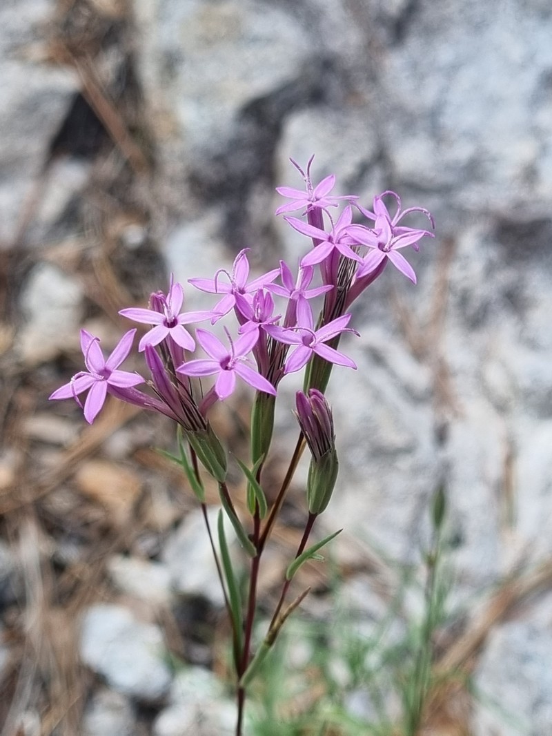 Carphochaete wislizeni