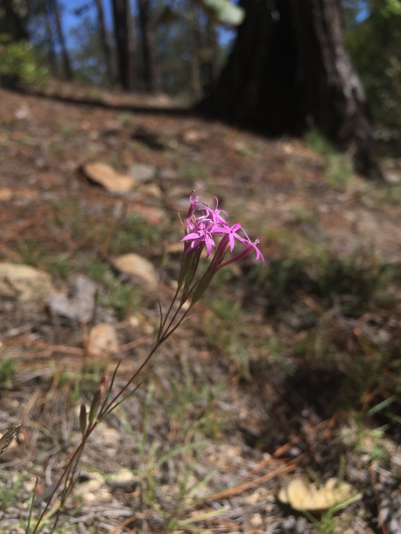 Carphochaete wislizeni photo 2