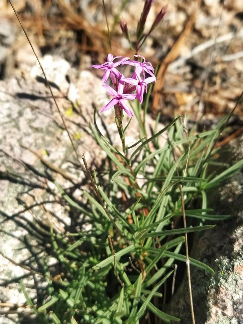 Carphochaete wislizeni photo 3