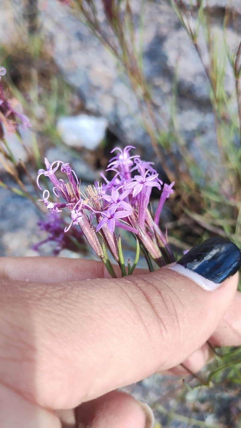Carphochaete wislizeni photo 4
