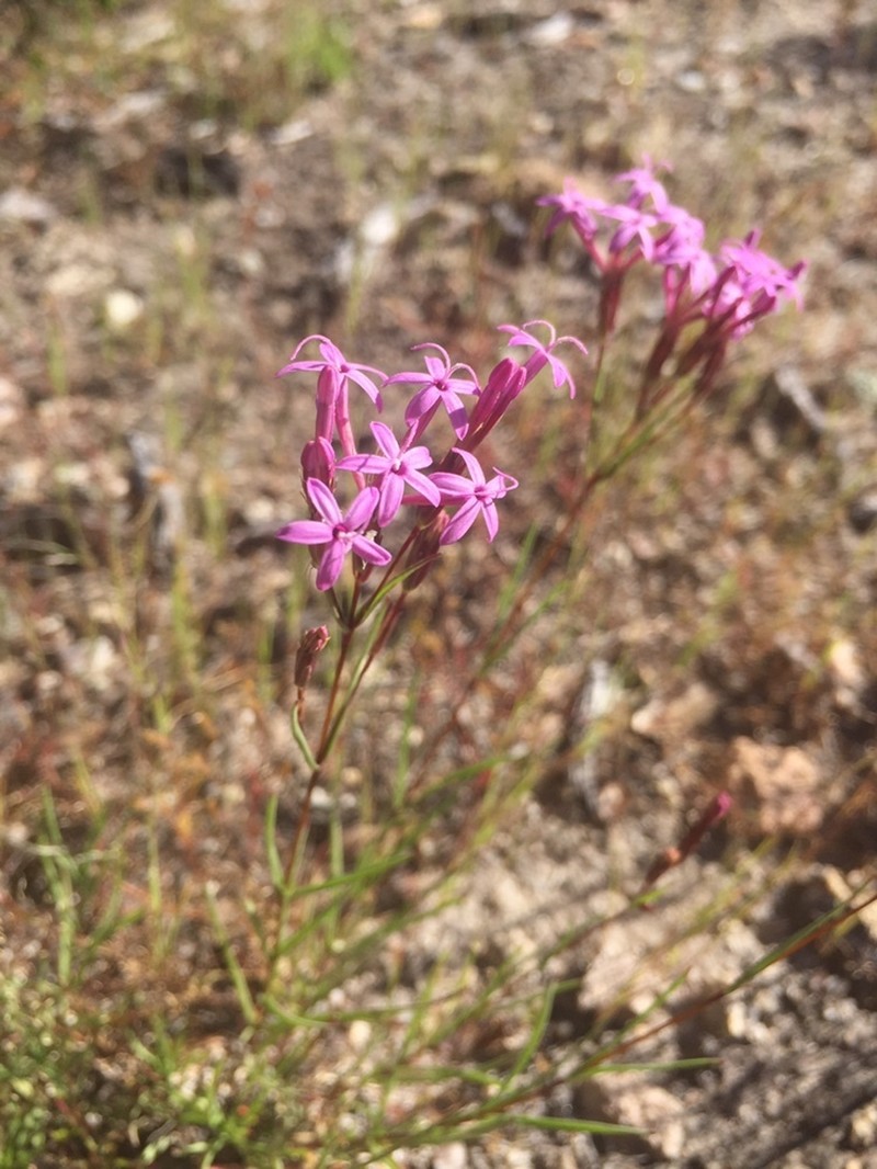 Carphochaete wislizeni photo 6