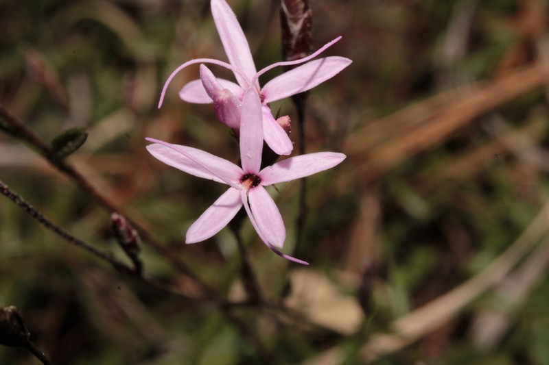 Carphochaete wislizeni photo 7