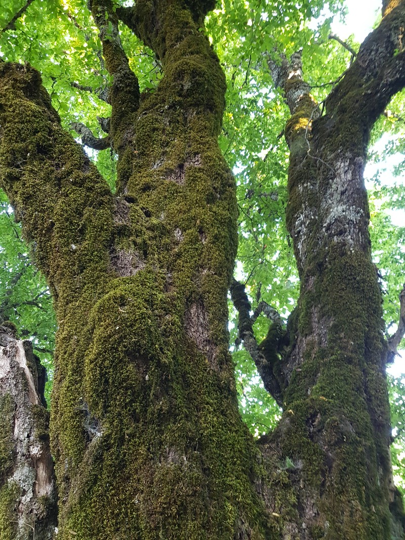 Carpinus austrobalcanica
