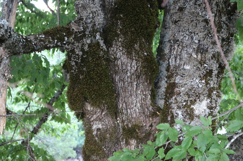 Carpinus austrobalcanica photo 2