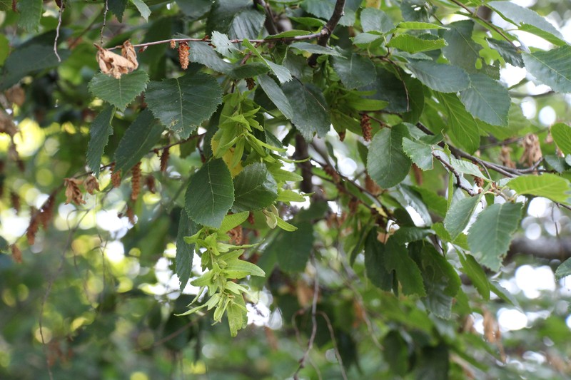 Carpinus austrobalcanica photo 3