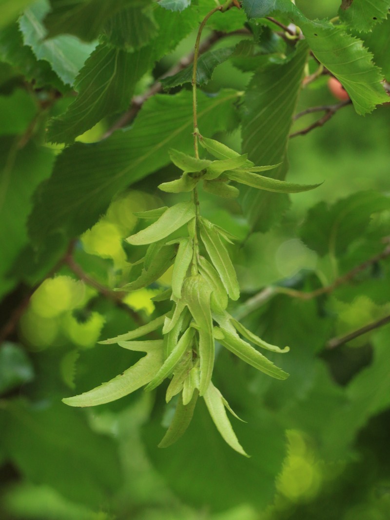 Carpinus austrobalcanica photo 4