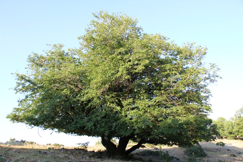 Carpinus austrobalcanica photo 5