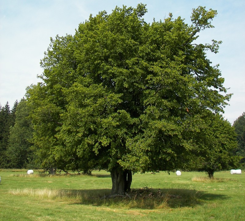 European Hornbeam