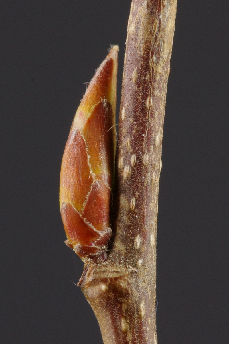 European Hornbeam photo 3
