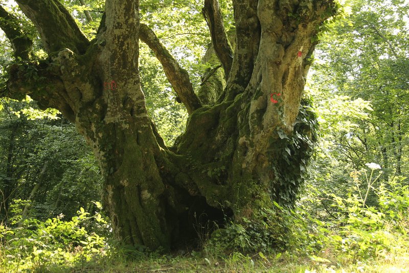 European Hornbeam photo 5