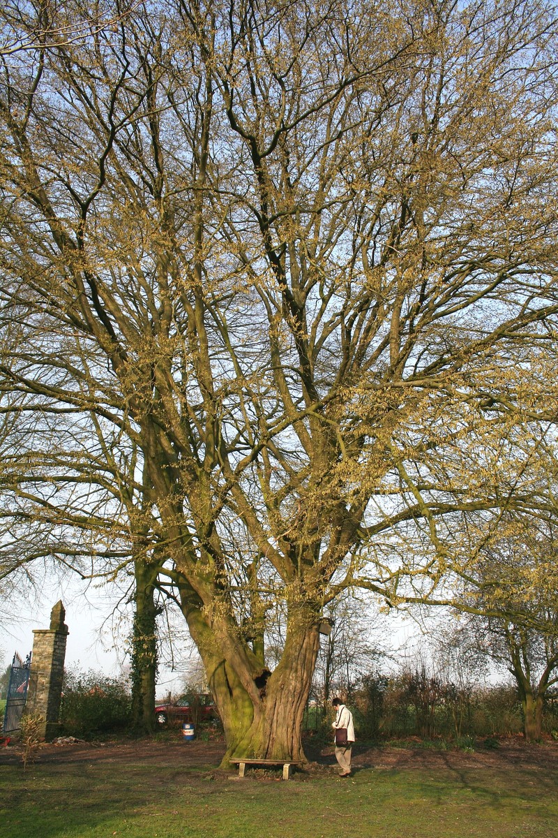European Hornbeam photo 6