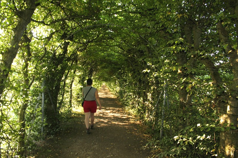 European Hornbeam photo 7