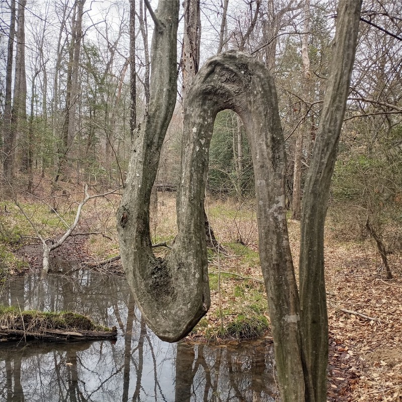 American Hornbeam