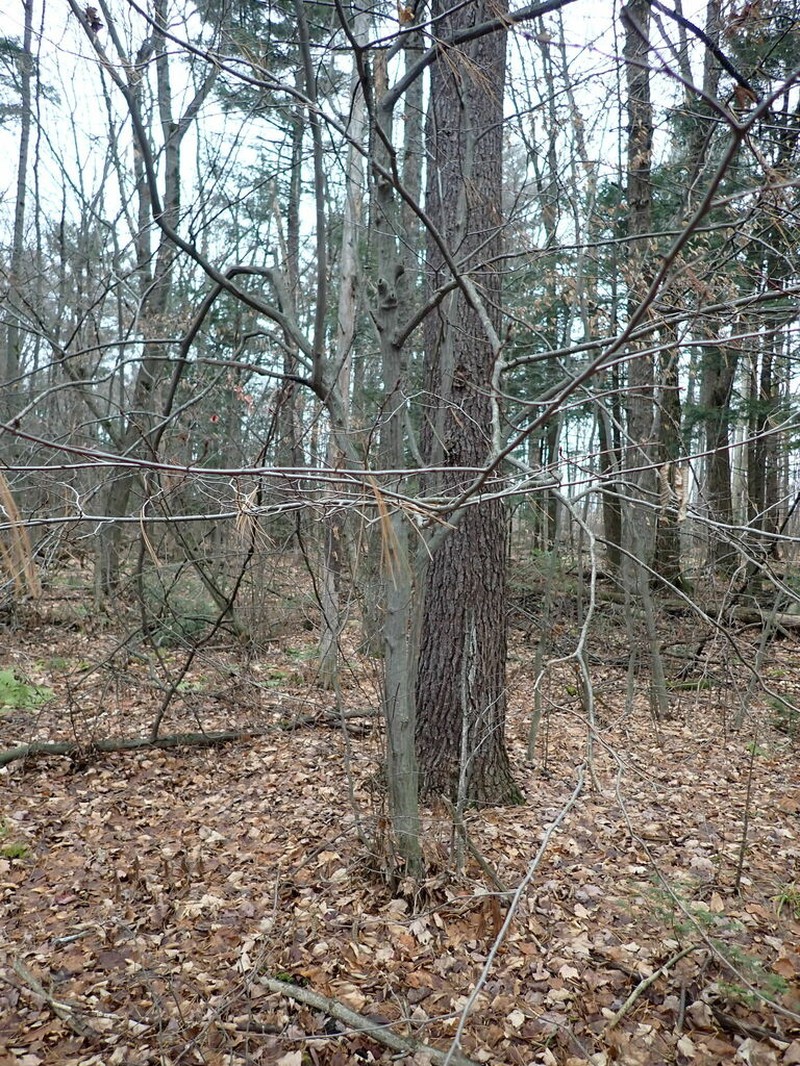 American Hornbeam photo 3