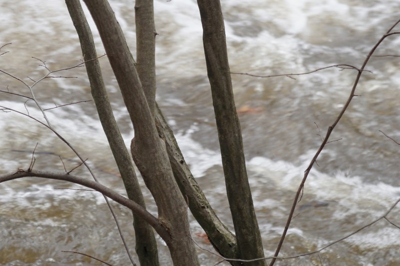 American Hornbeam photo 4