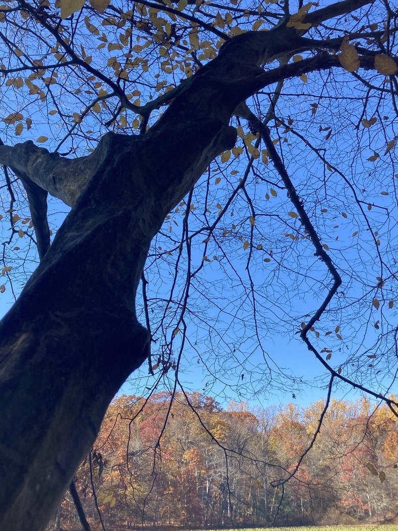 American Hornbeam photo 5