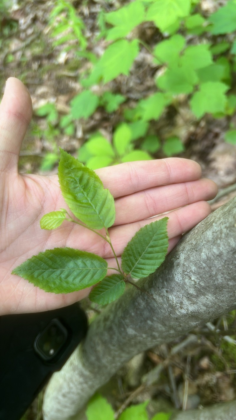 American Hornbeam photo 6