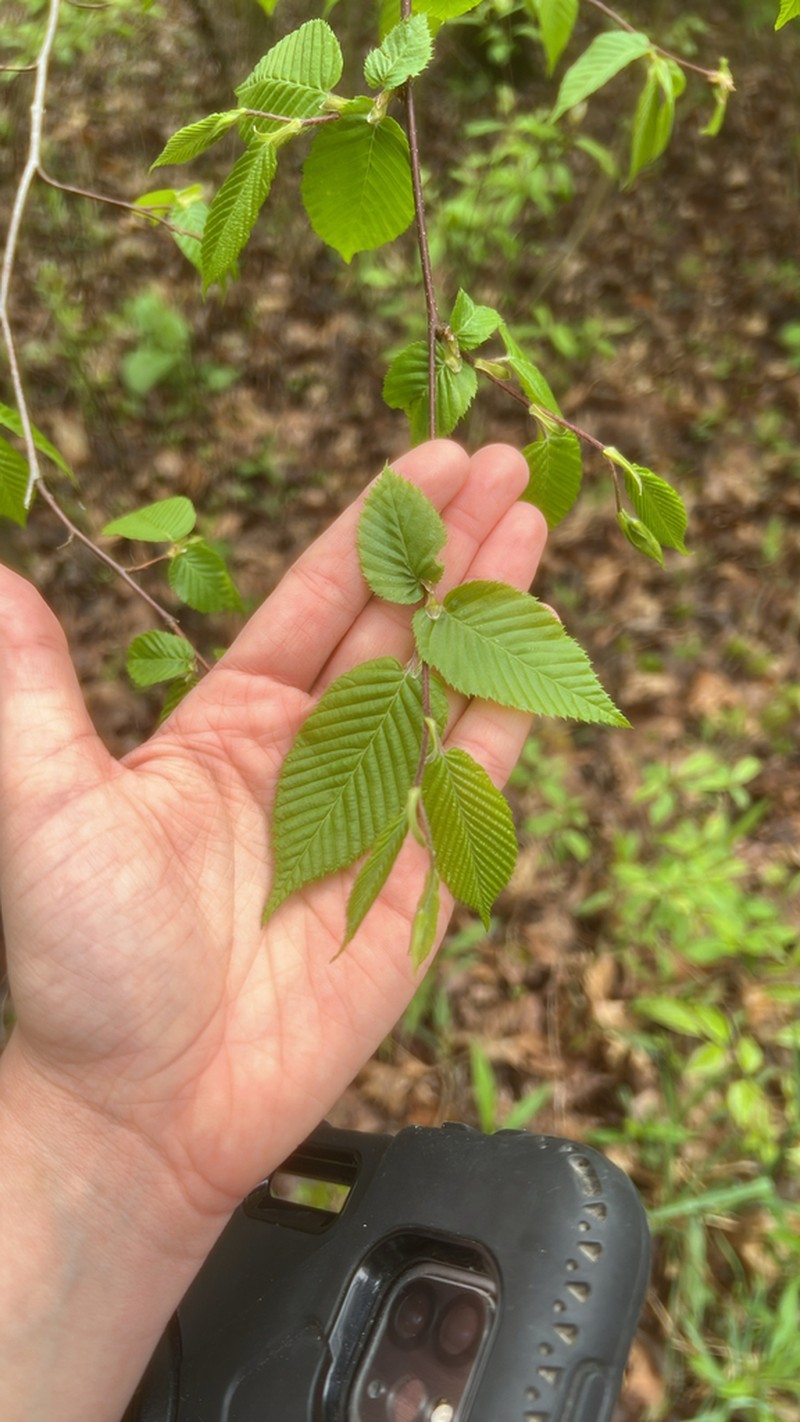 American Hornbeam photo 7