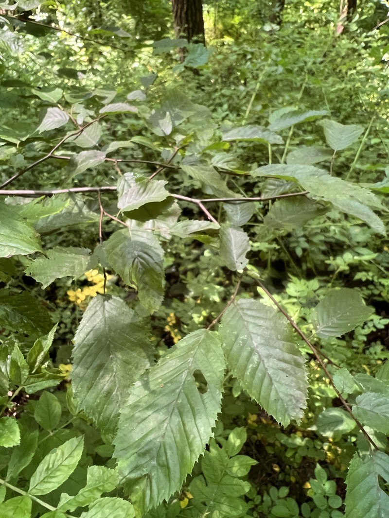 American Hornbeam photo 8