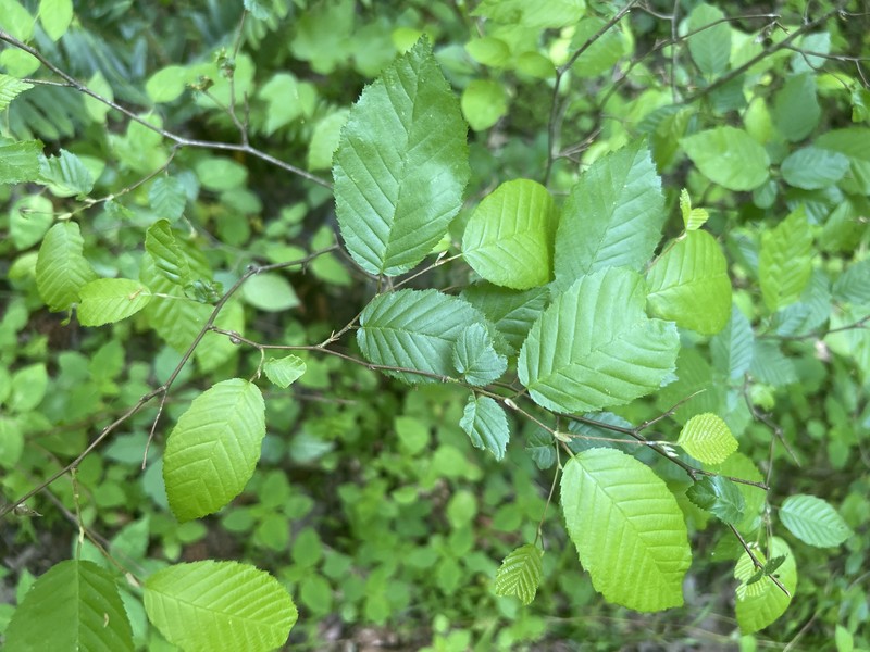 Carpinus caroliniana subsp. caroliniana