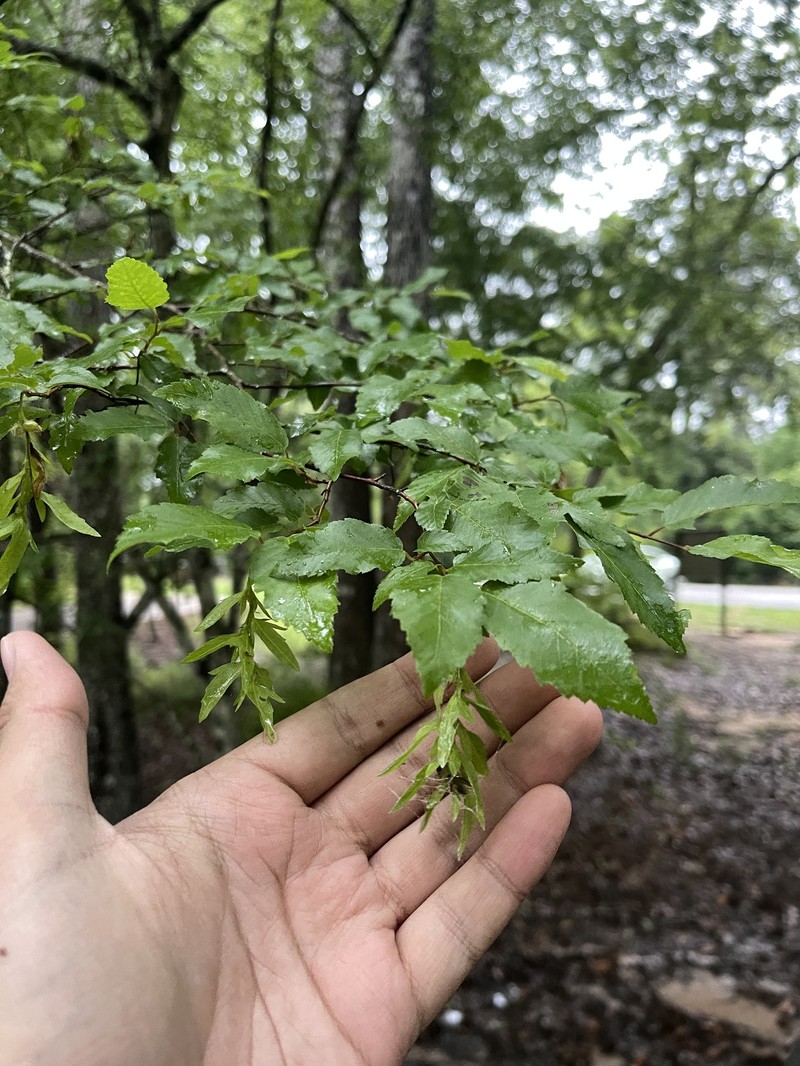 Carpinus caroliniana subsp. caroliniana photo 2