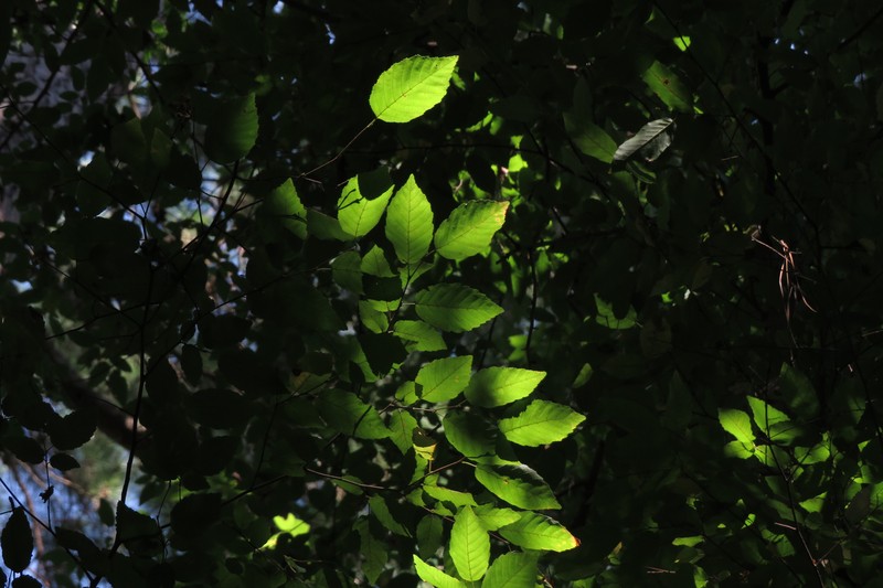 Carpinus caroliniana subsp. caroliniana photo 3