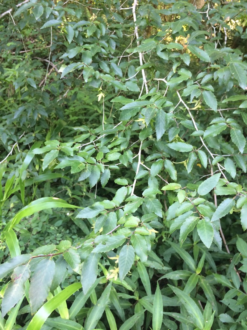 Carpinus caroliniana subsp. caroliniana photo 4