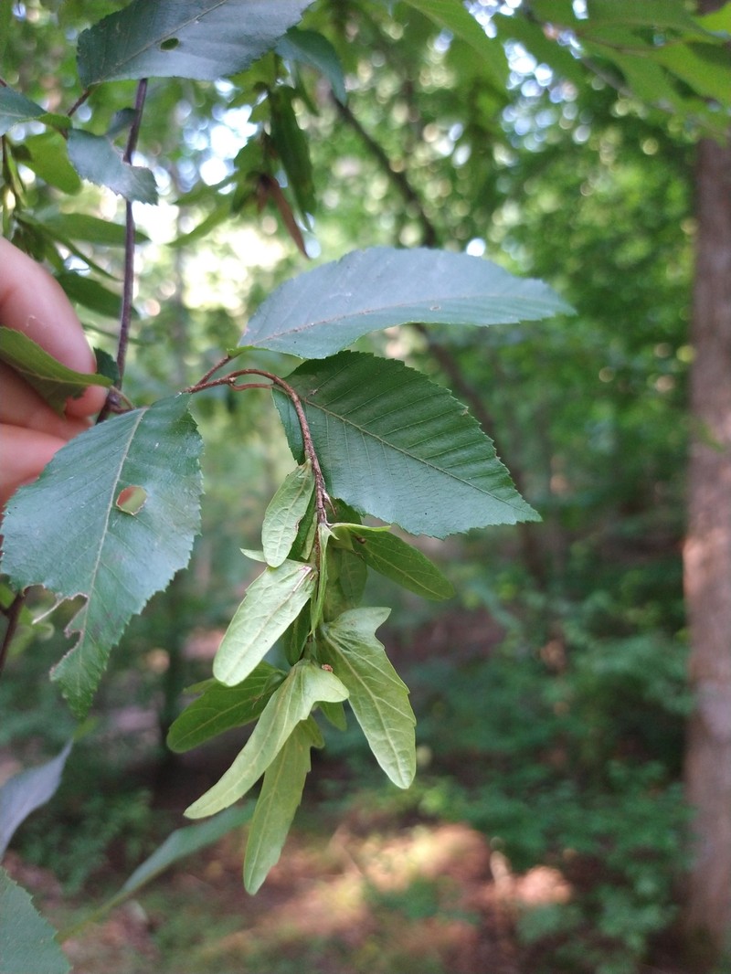 Carpinus caroliniana subsp. caroliniana photo 5