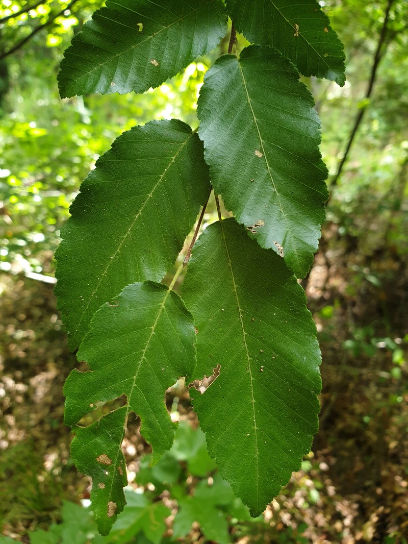 Carpinus caroliniana subsp. caroliniana photo 6