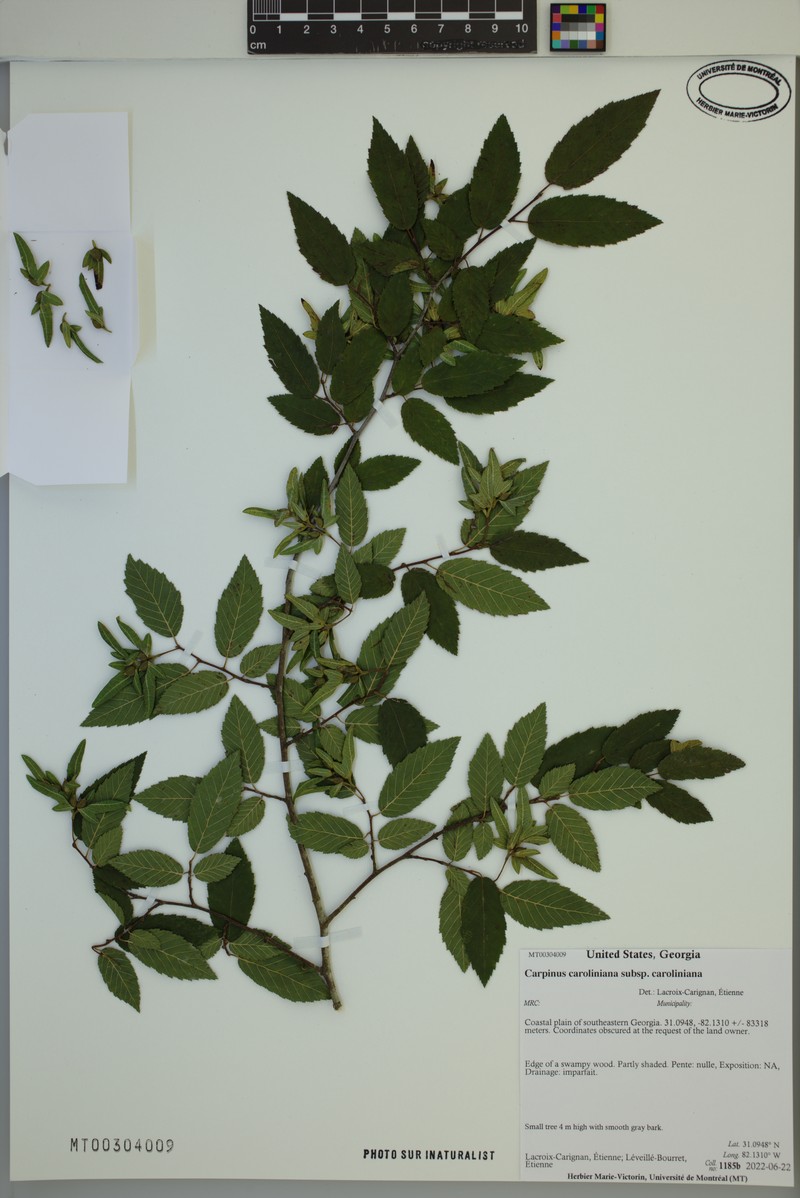 Carpinus caroliniana subsp. caroliniana photo 8