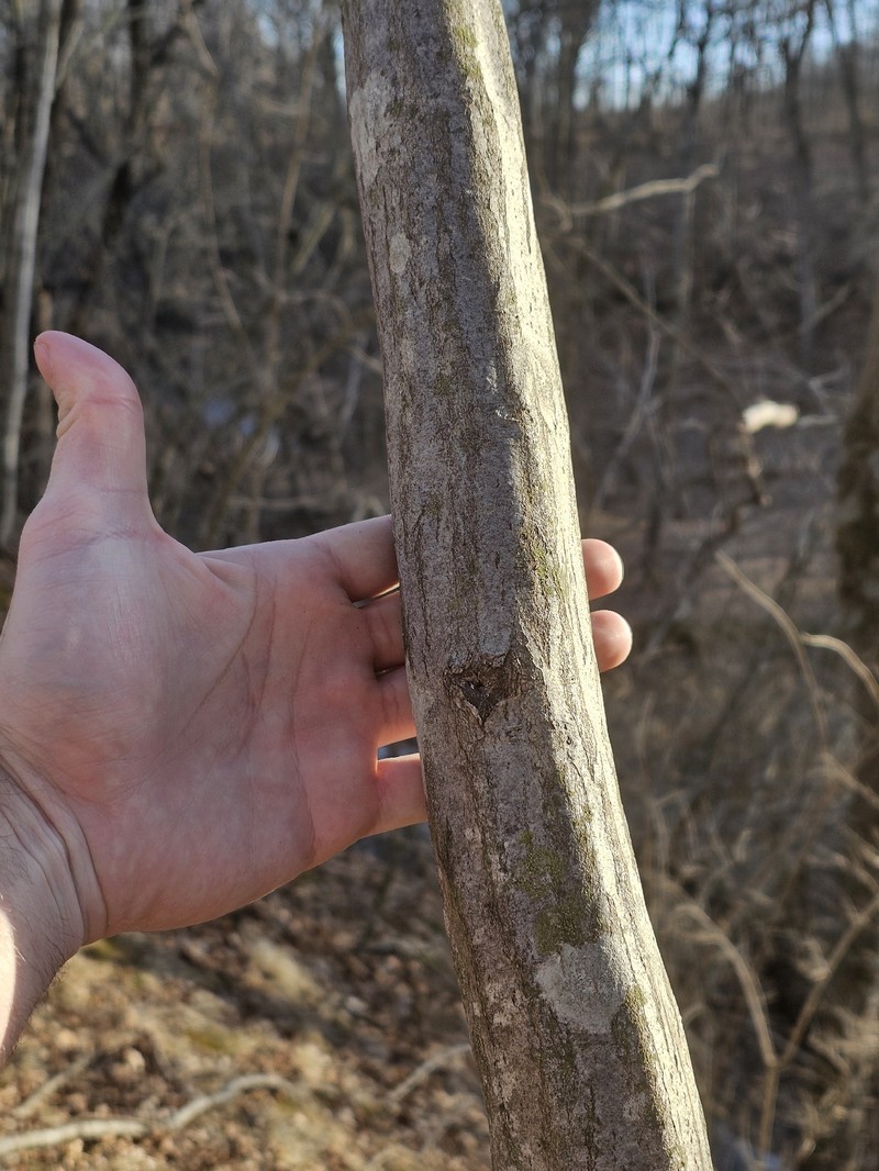 Carpinus caroliniana subsp. virginiana