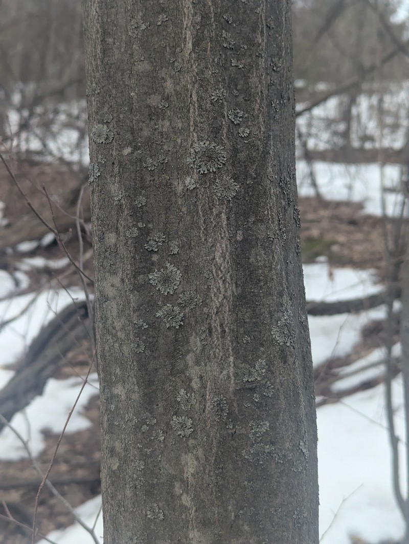 Carpinus caroliniana subsp. virginiana photo 2