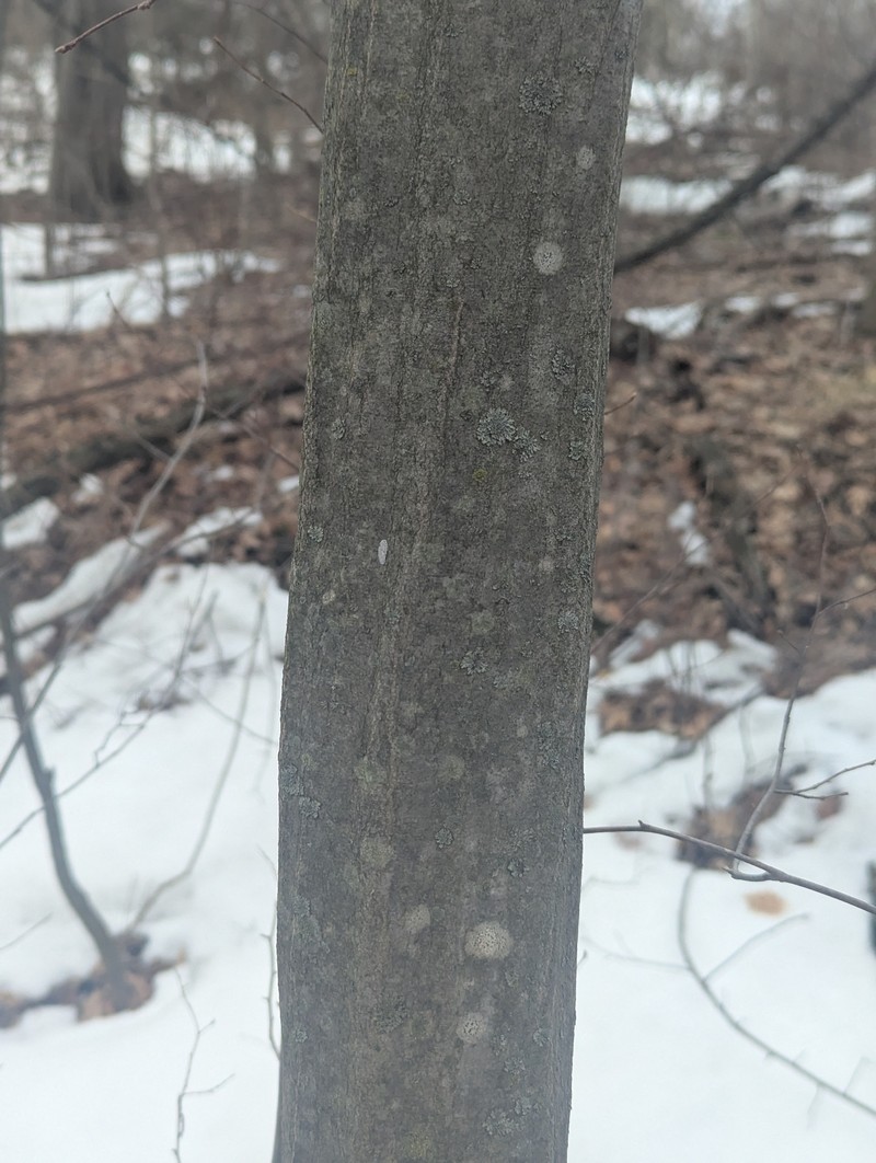 Carpinus caroliniana subsp. virginiana photo 3