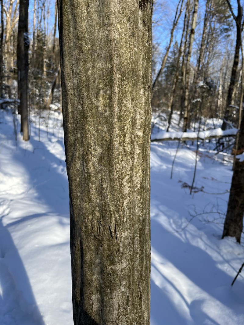 Carpinus caroliniana subsp. virginiana photo 5