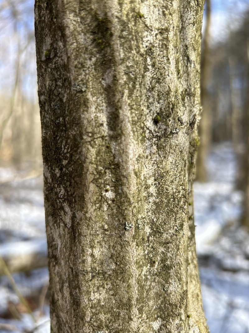 Carpinus caroliniana subsp. virginiana photo 6