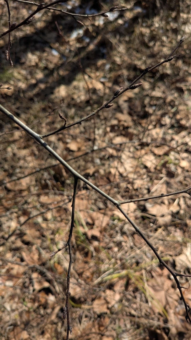 Carpinus caroliniana subsp. virginiana photo 7