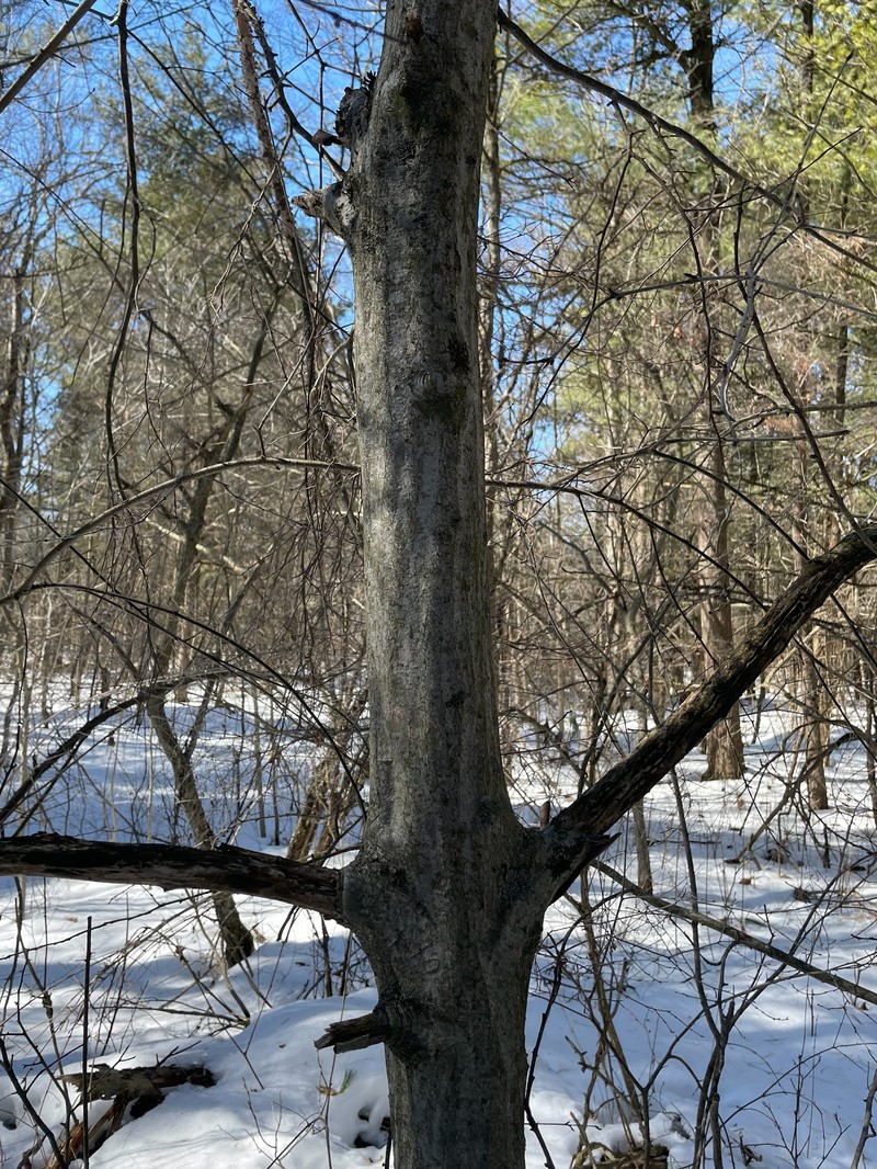 Carpinus caroliniana subsp. virginiana photo 8