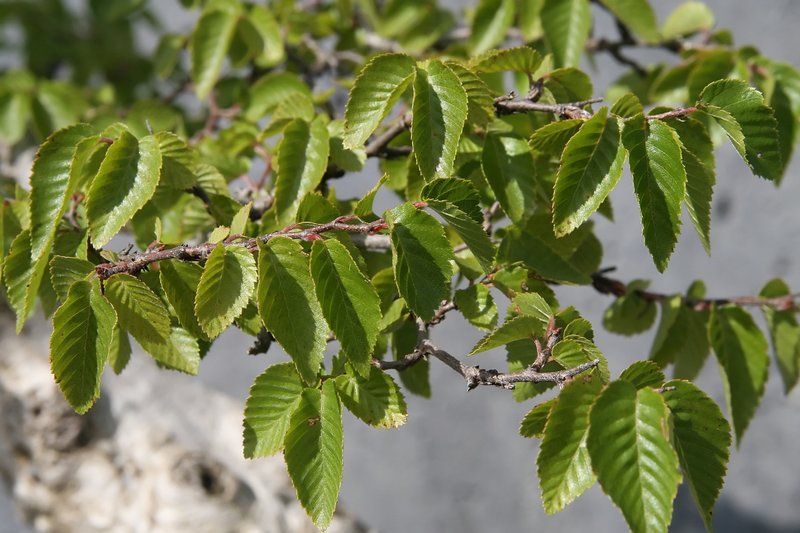 Korean Hornbeam photo 2