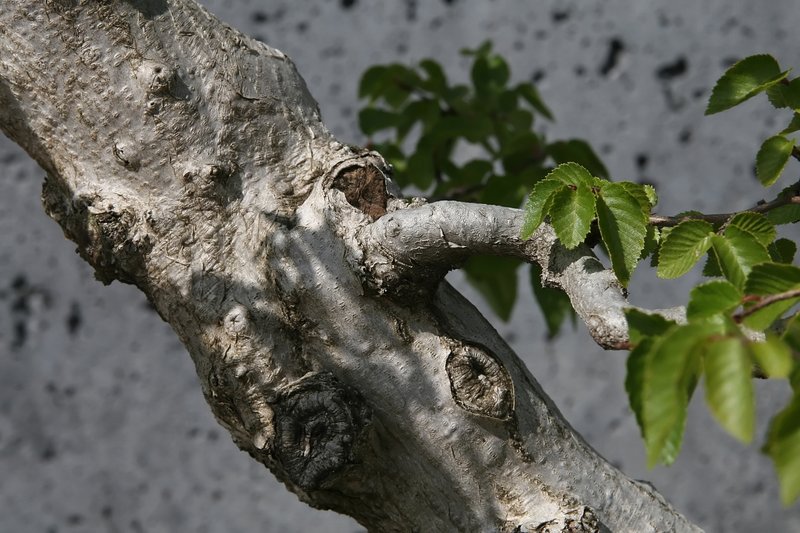 Korean Hornbeam photo 3