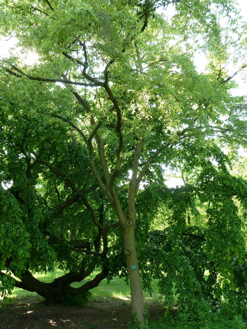 Korean Hornbeam photo 4