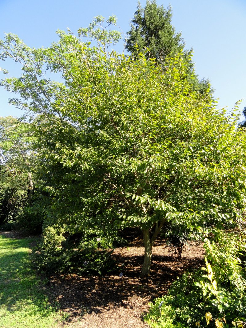 Korean Hornbeam photo 5