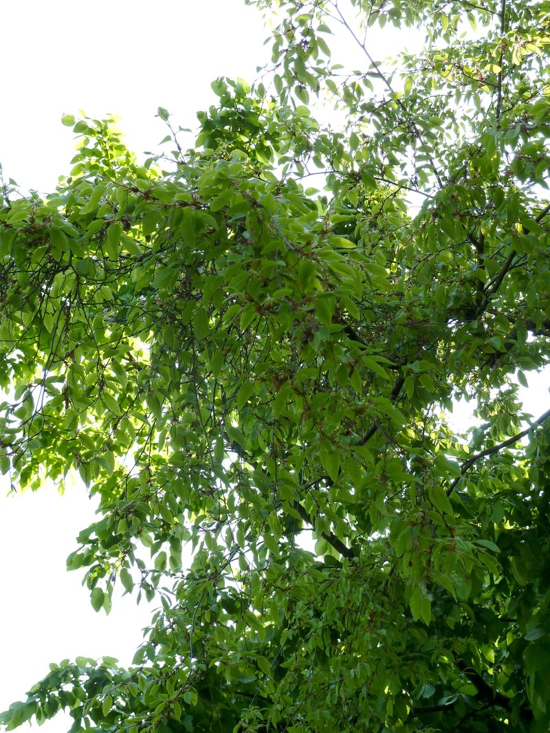 Korean Hornbeam photo 6