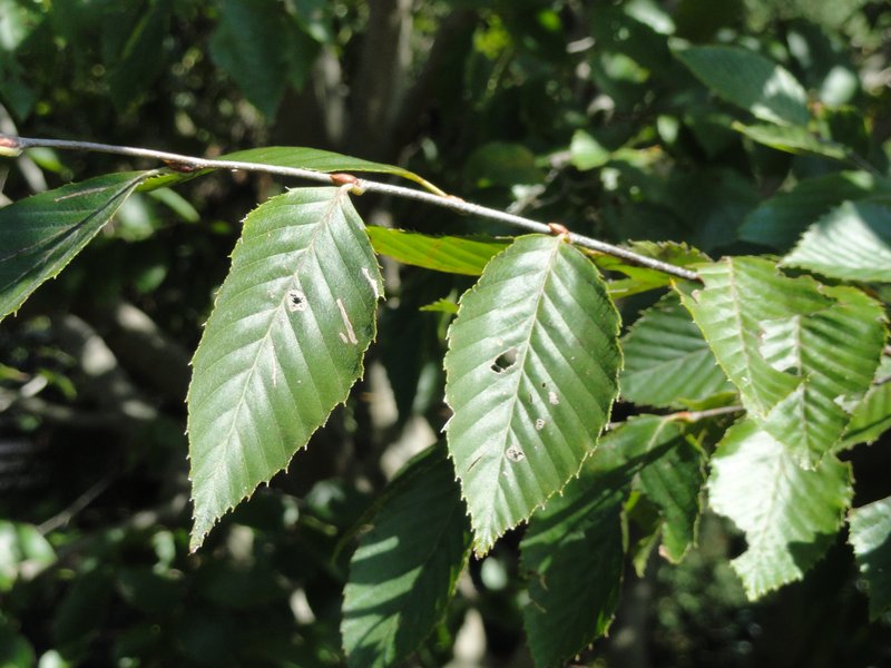 Korean Hornbeam photo 7