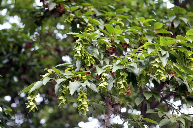 Korean Hornbeam photo 8