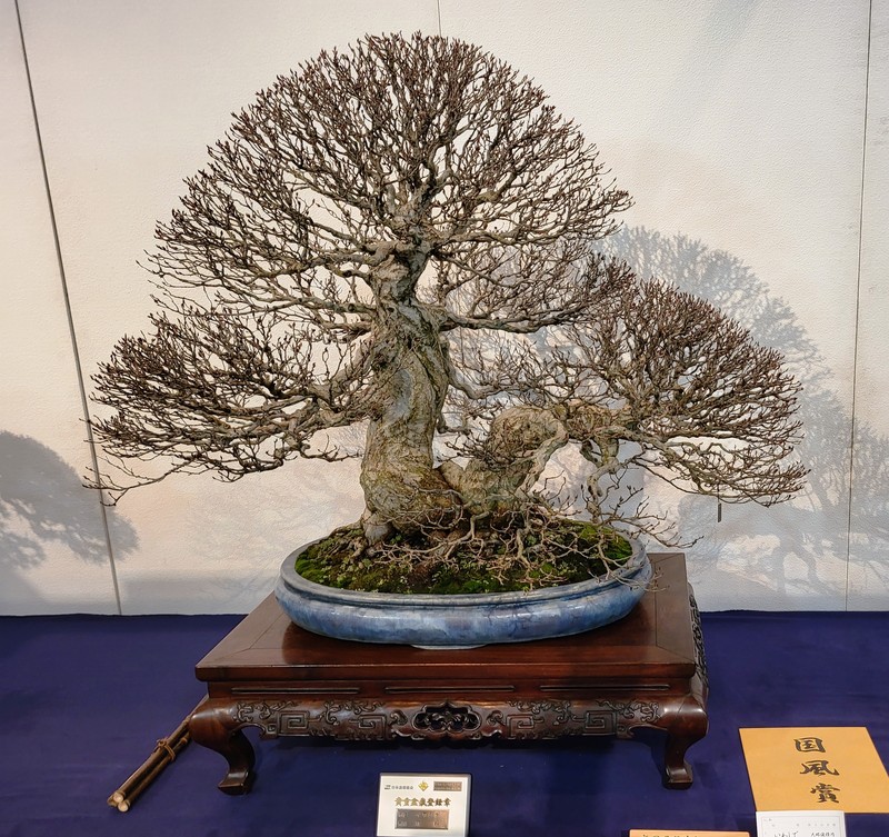 Korean Hornbeam