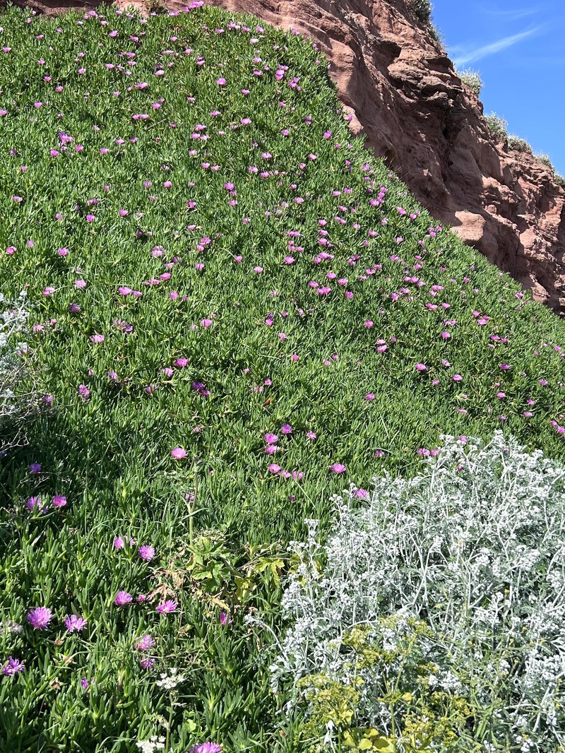 Carpobrotus × accedens
