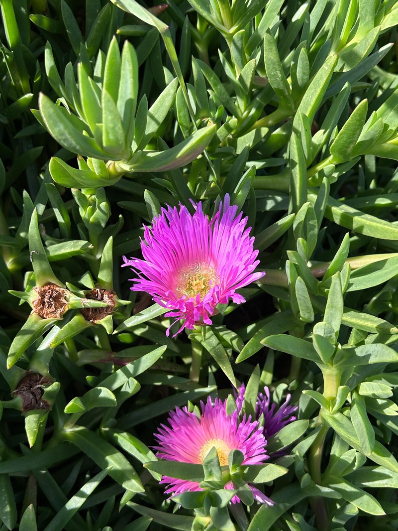 Carpobrotus × accedens photo 2