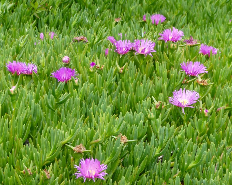 Carpobrotus × accedens photo 3